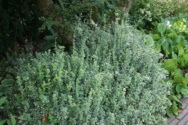  Kardinaalsmuts (Euonymus Fortunei 'Emerald Gaiety')