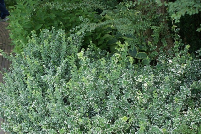  Kardinaalsmuts (Euonymus Fortunei 'Emerald Gaiety')