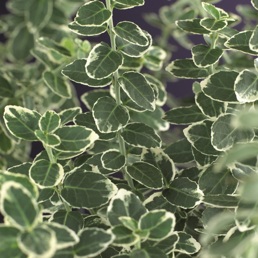  Kardinaalsmuts (Euonymus Fortunei 'Emerald Gaiety')