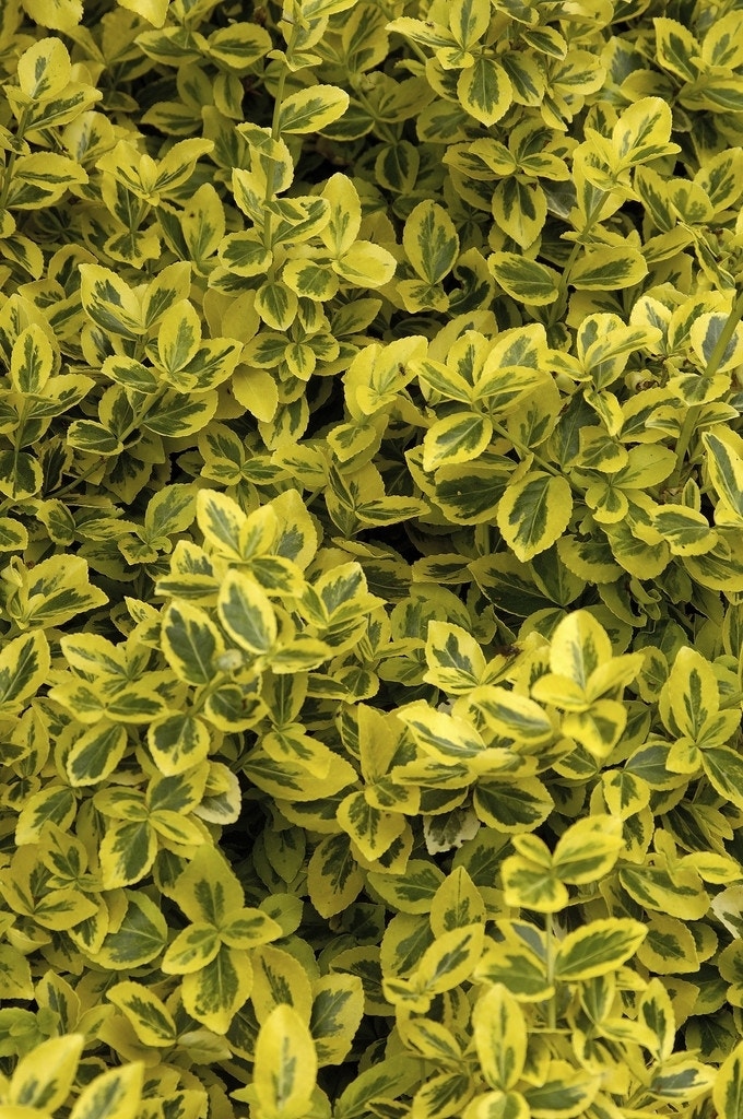  Kardinaalsmuts (Euonymus Fortunei 'Emerald 'n Gold')