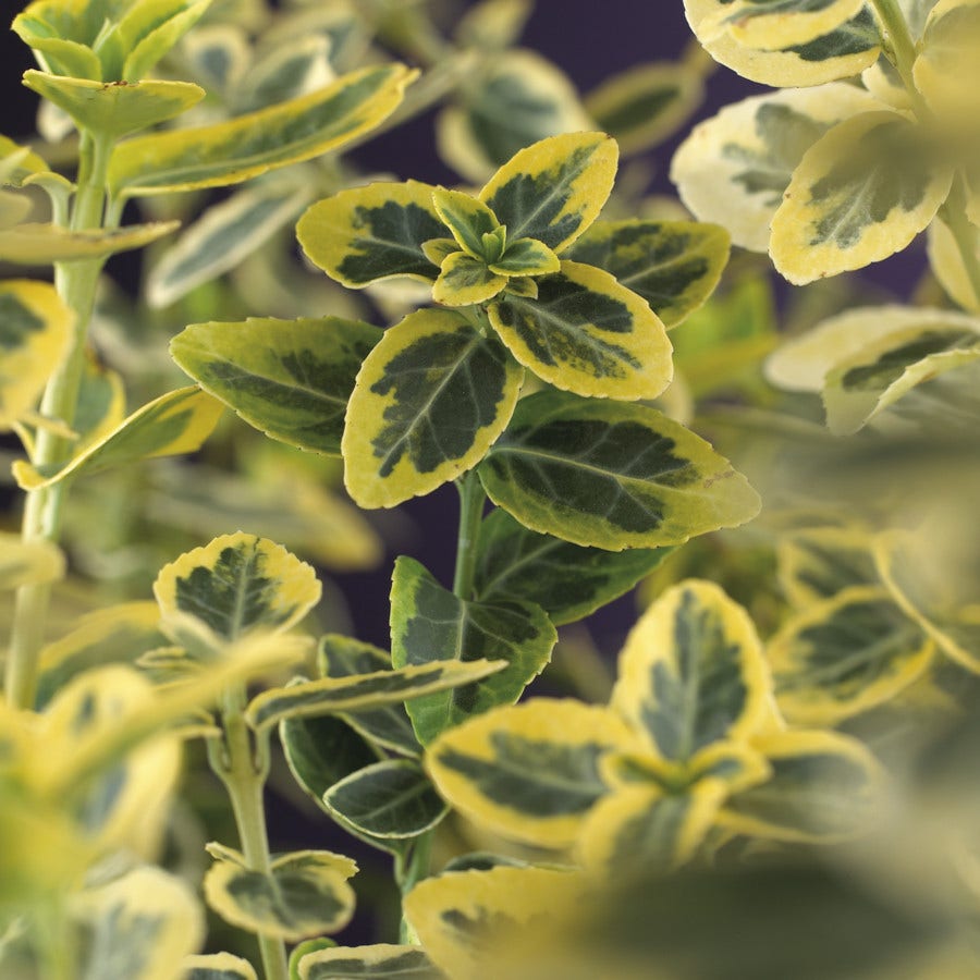  Kardinaalsmuts (Euonymus Fortunei 'Emerald 'n Gold')