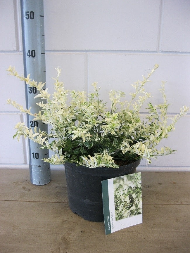  Kardinaalsmuts (Euonymus Fortunei 'Harlequin')