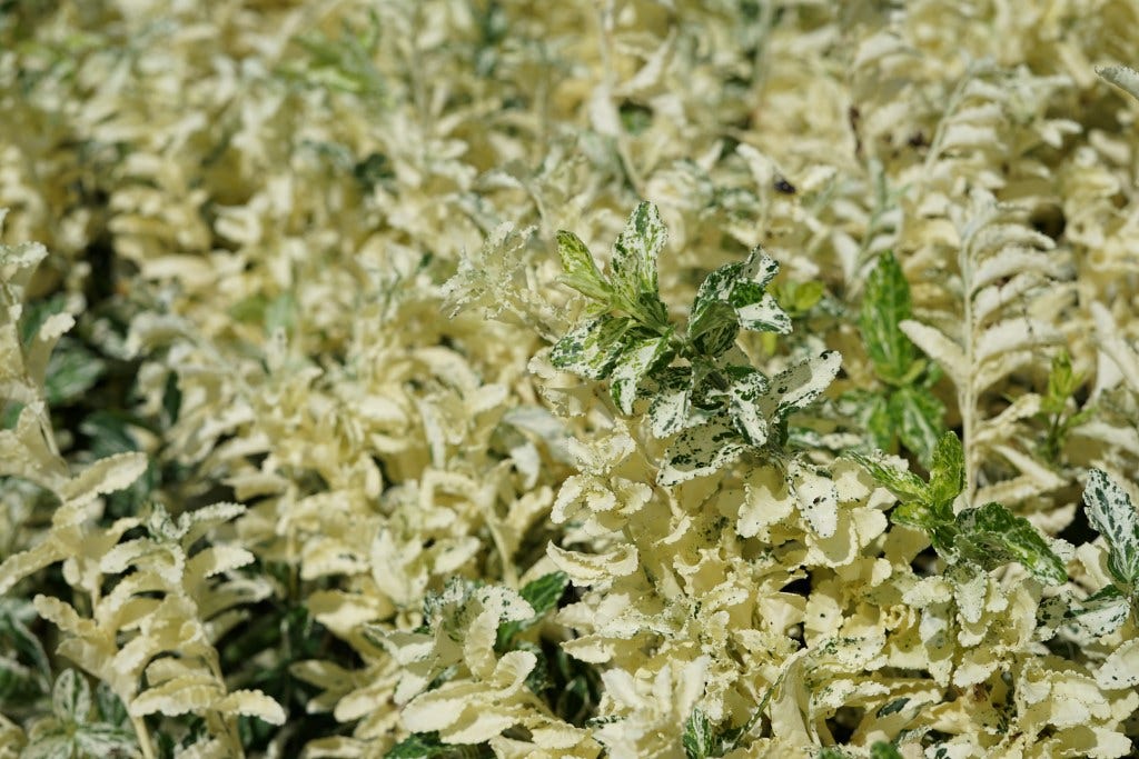  Kardinaalsmuts (Euonymus Fortunei 'Harlequin')