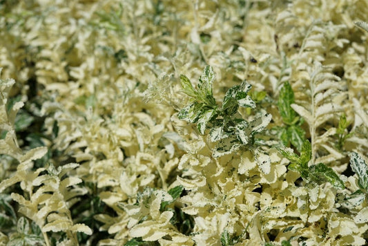  Kardinaalsmuts (Euonymus Fortunei 'Harlequin')
