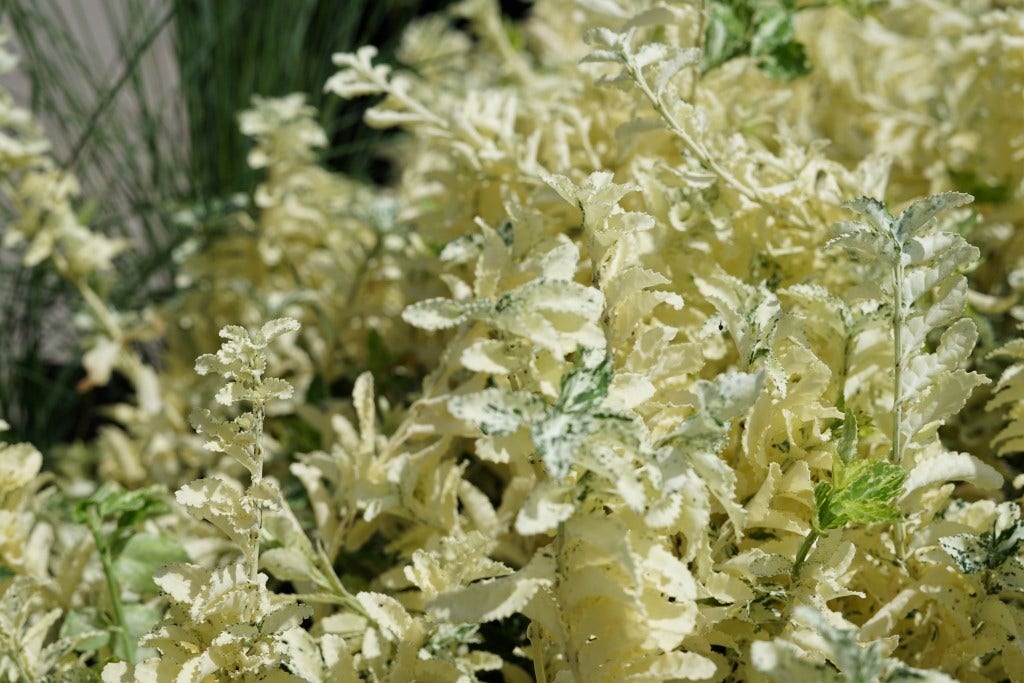  Kardinaalsmuts (Euonymus Fortunei 'Harlequin')