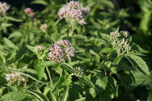  Leverkruid (Eupatorium Cannabinum)