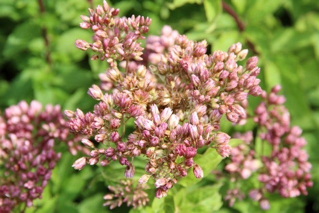  Leverkruid (Eupatorium Cannabinum 'Plenum')