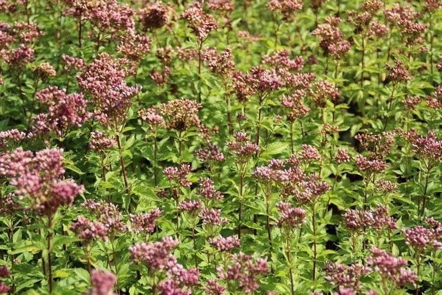  Leverkruid (Eupatorium Cannabinum 'Plenum')
