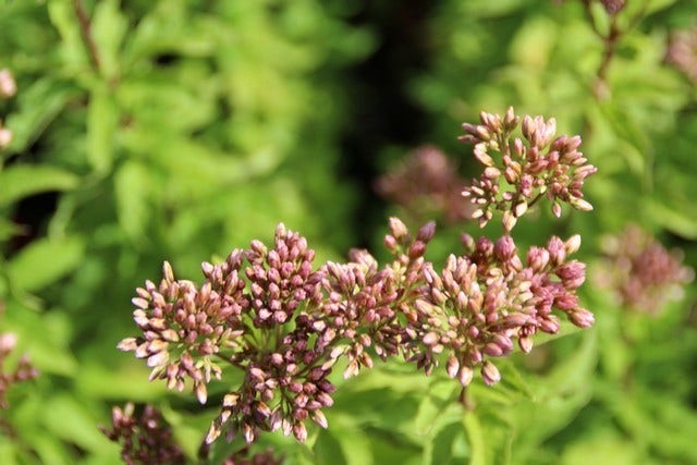  Leverkruid (Eupatorium Cannabinum 'Plenum')
