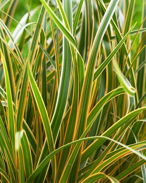  Zegge (Carex Morrowii 'Everglow')