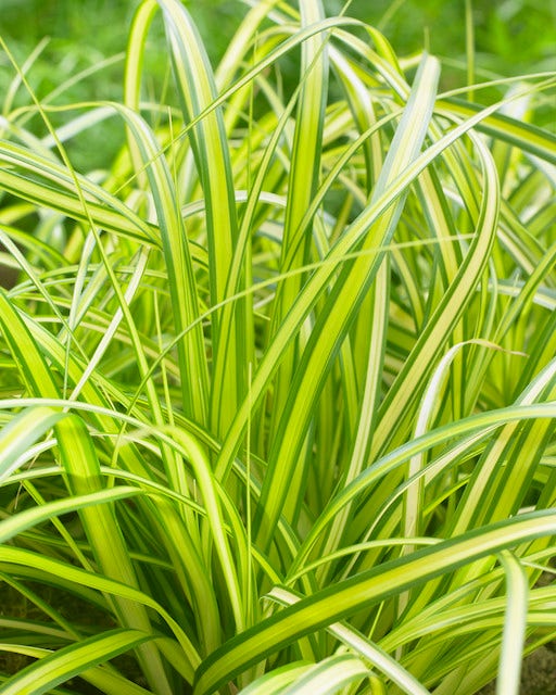  Zegge (Carex Eversheen)