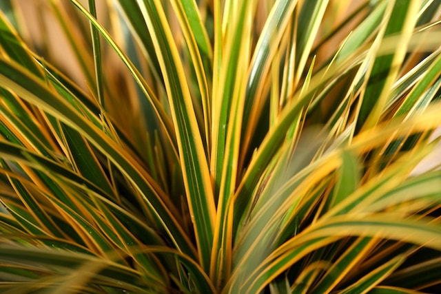  Zegge (Carex Morrowii 'Everglow')