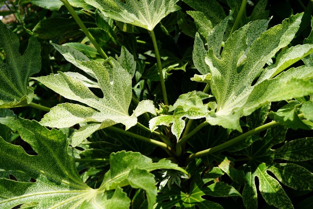  Vingerplant (Fatsia Japonica 'Spiders Web')