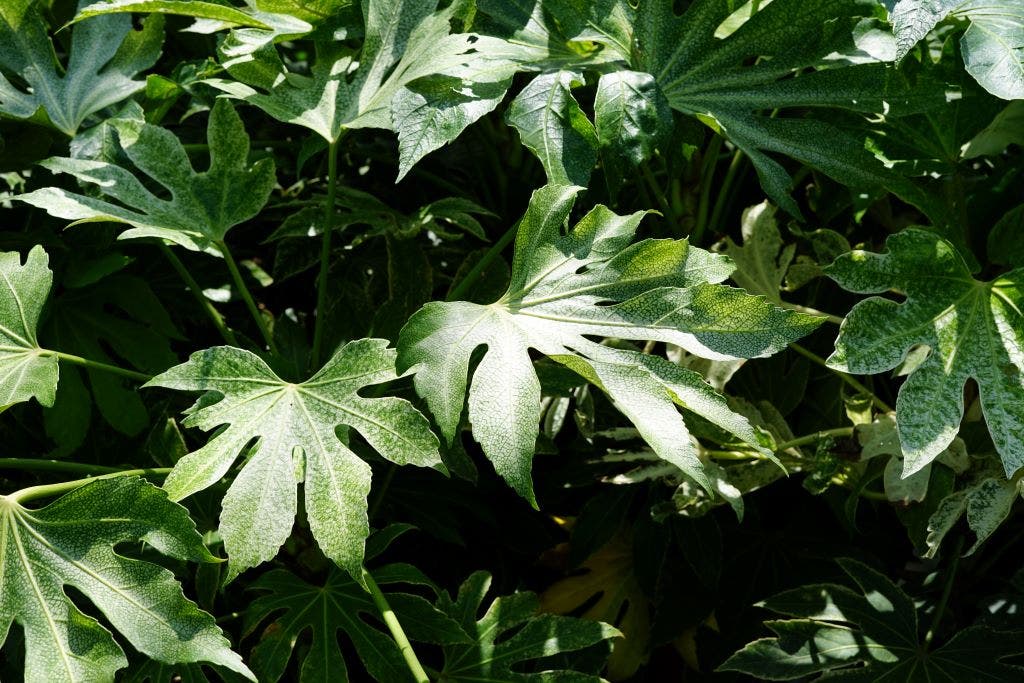  Vingerplant (Fatsia Japonica 'Spiders Web')
