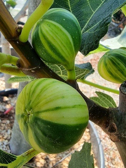  Vijg Op Stam (Ficus Carica 'Panache')
