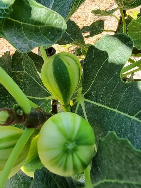  Vijg (Ficus Carica 'Panache')