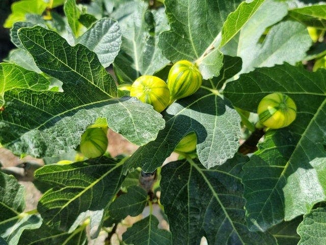  Vijg Op Stam (Ficus Carica 'Panache')