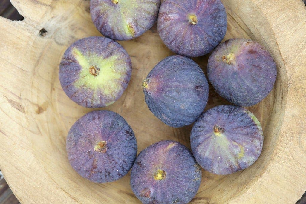  Vijg Op Stam (Ficus Carica 'Rouge De Bordeaux')