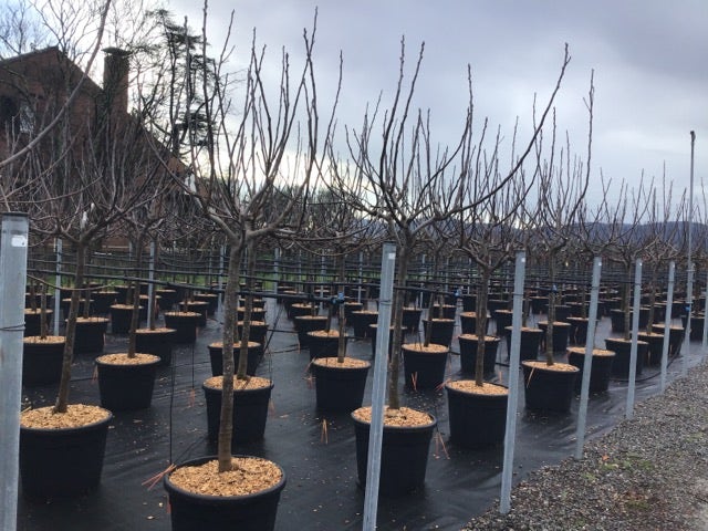  Vijg Als Halfstam (Ficus Carica 'Brogiotto Nero')