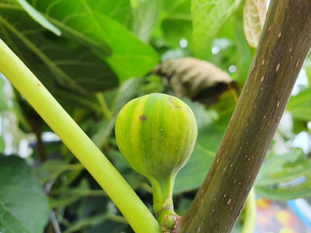  Vijg (Ficus Carica 'Panache')