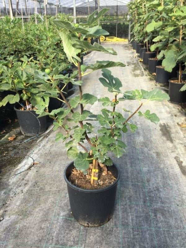  Vijg (Ficus Carica 'Rouge De Bordeaux')