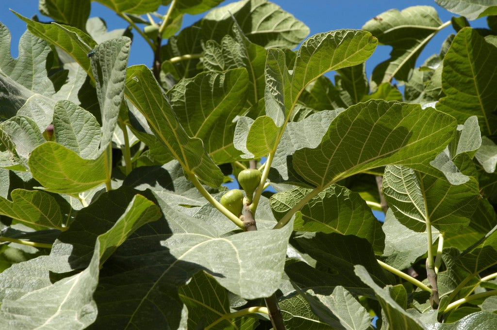  Vijg (Ficus Carica 'Panache')