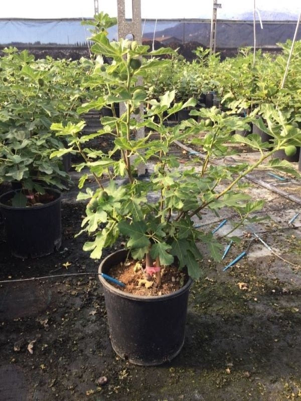  Vijg (Ficus Carica 'Violet Dauphine')