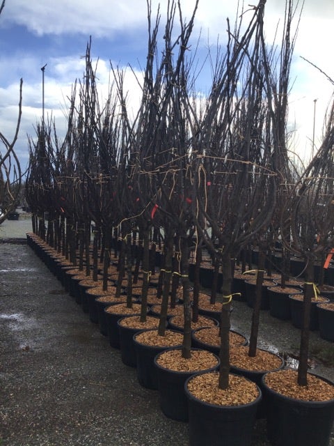  Vijg Als Halfstam (Ficus Carica 'Del Portogallo')