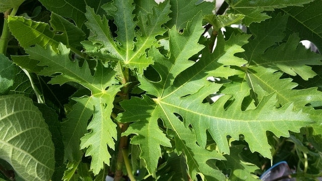  Vijg (Ficus Carica 'Ice Crystal')