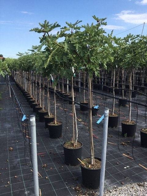  Vijg Als Halfstam (Ficus Carica 'Ice Crystal')