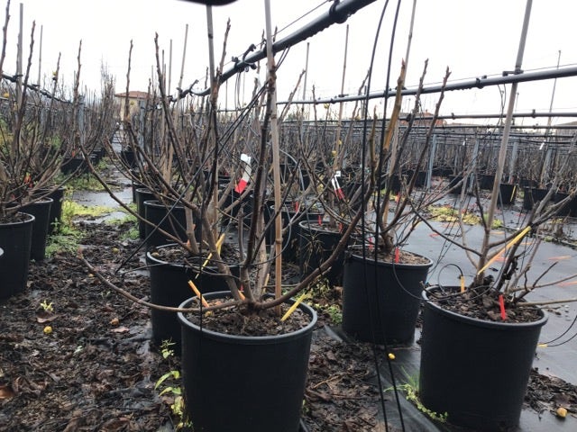  Vijg (Ficus Carica 'Panache')