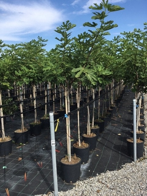  Vijg Als Halfstam (Ficus Carica 'Rouge De Bordeaux')