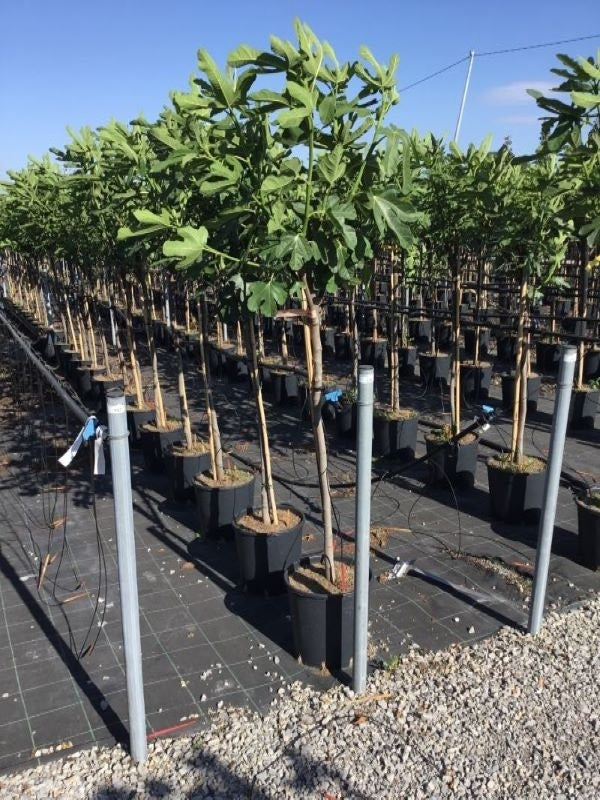  Vijg Als Halfstam (Ficus Carica 'Rouge De Bordeaux')