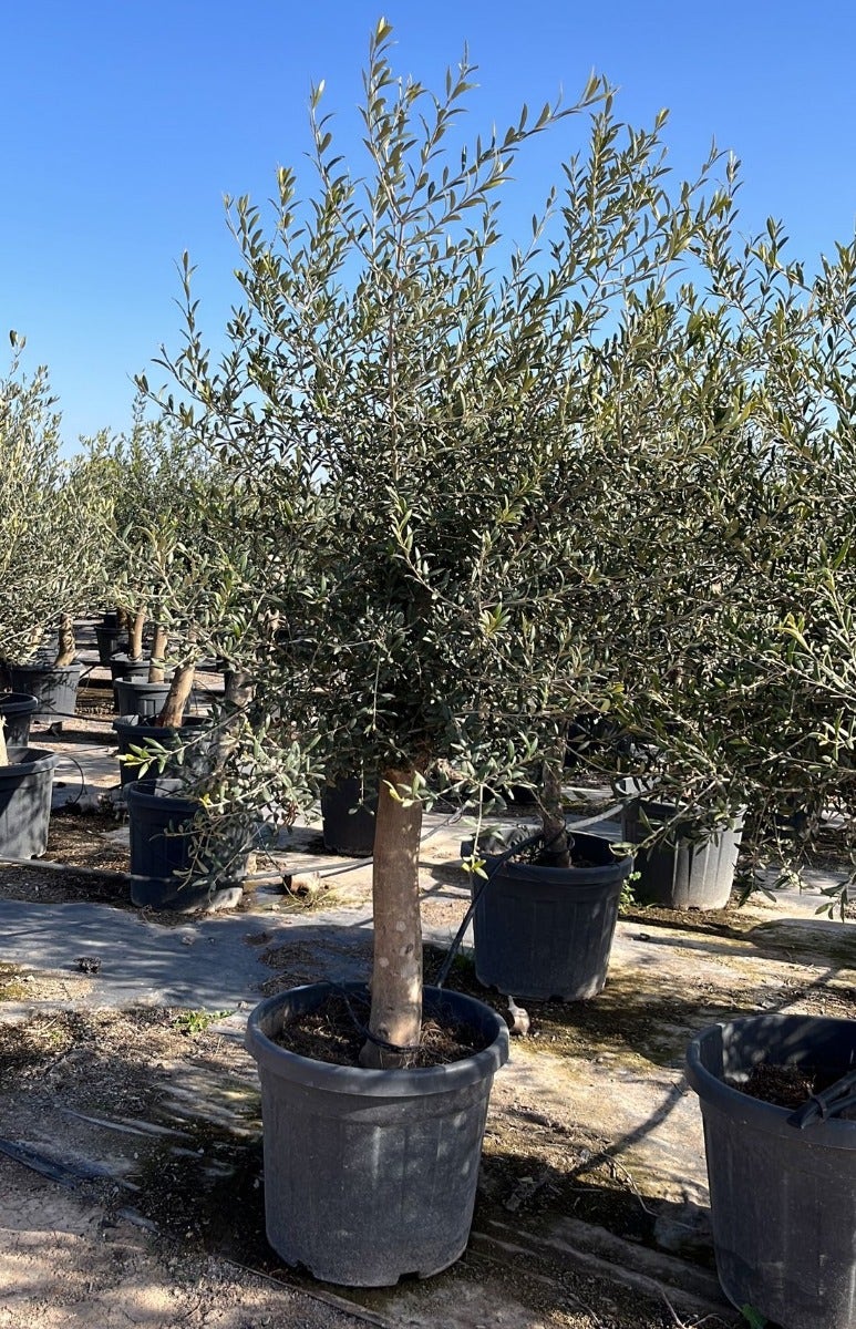  Olijfboom Als Solitair 25/30cm (Olea Europaea)