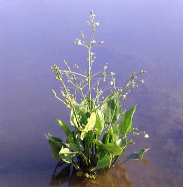  Waterweegbree (Alisma Plantago-aquatica)
