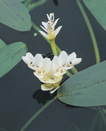 Kaapse Waterlelie (Aponogeton Distachyos)