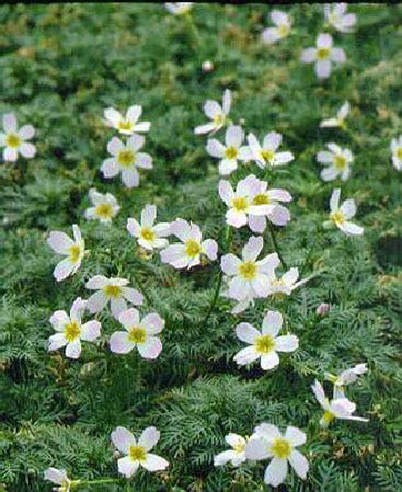  Waterviolier (Hottonia Palustris)
