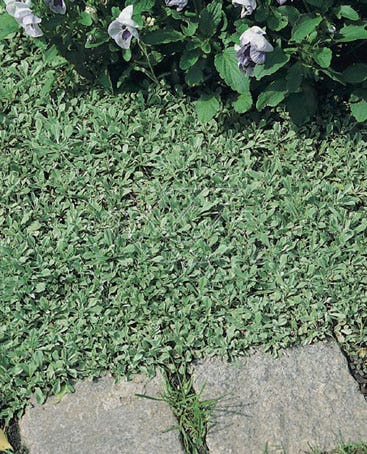  Rozenkransje (Antennaria Dioica Borealis)