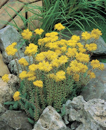  Vetkruid (Sedum Reflexum)