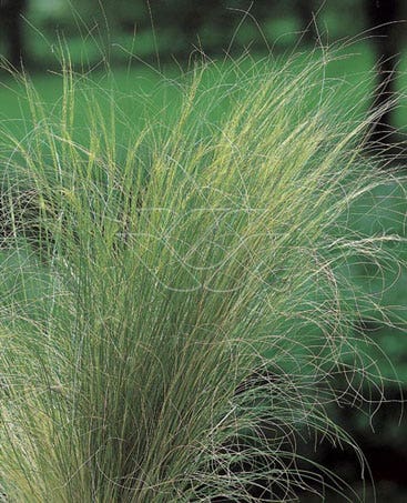  Vedergras (Stipa Tenuifolia)