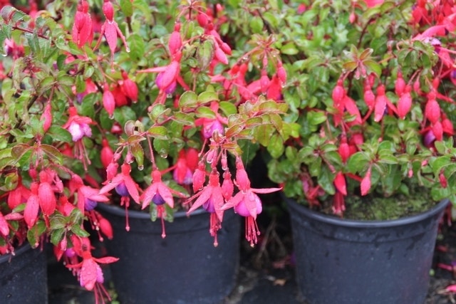  Bellenplant (Fuchsia Magellanica 'Gracilis')