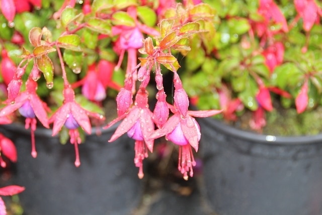  Bellenplant (Fuchsia Magellanica 'Gracilis')