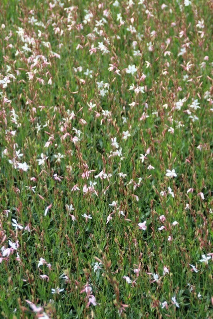 Lindheimer's Kaars (Gaura Lindheimeri 'Whirling Butterflies')