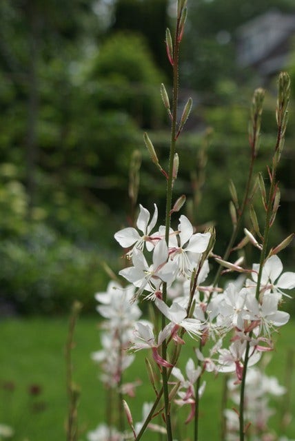  Lindheimer's Kaars (Gaura Lindheimeri 'Whirling Butterflies')