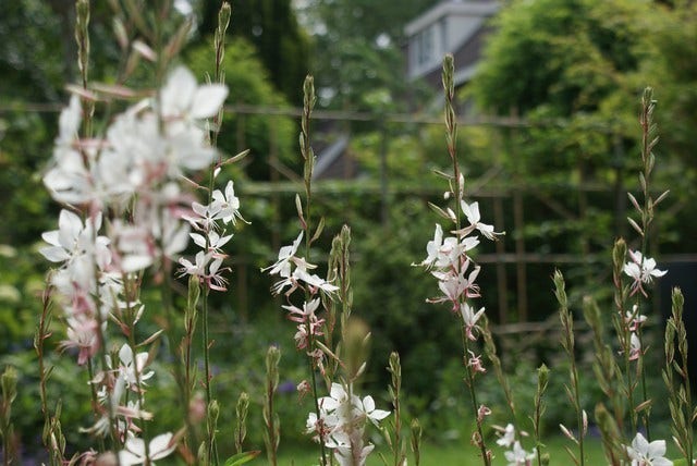  Lindheimer's Kaars (Gaura Lindheimeri 'Whirling Butterflies')