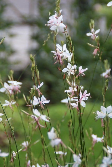 Lindheimer's Kaars (Gaura Lindheimeri 'Whirling Butterflies')