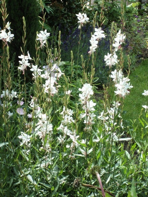  Lindheimer's Kaars (Gaura Lindheimeri 'Whirling Butterflies')