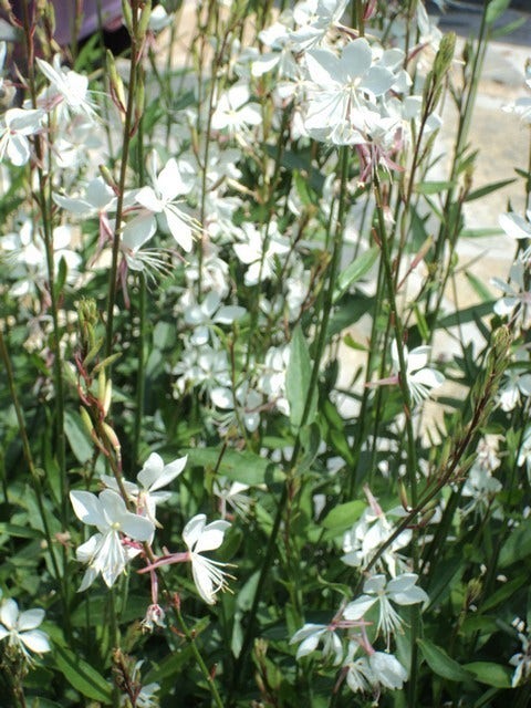  Lindheimer's Kaars (Gaura Lindheimeri 'Whirling Butterflies')