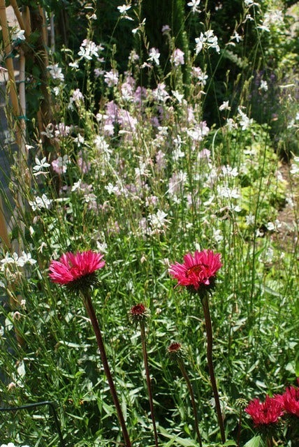  Lindheimer's Kaars (Gaura Lindheimeri 'Whirling Butterflies')