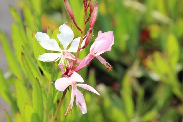  Lindheimer's Kaars (Gaura Lindheimeri 'Whirling Butterflies')